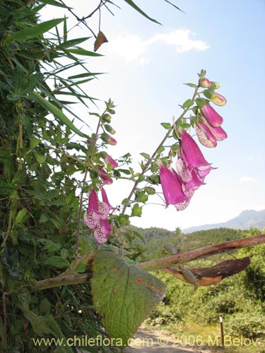 Image of Digitalis purpurea (Dedalera / Campanilla). Click to enlarge parts of image.